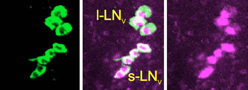 Hirsch lab image